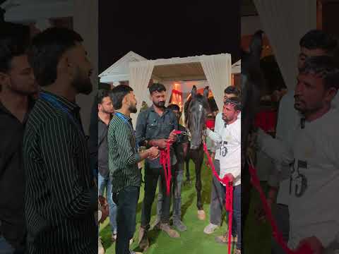 Maalik ki mehnat per khara utra shiva name ka ghoda fist position Stallion category 