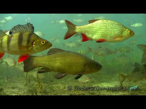 I am a 🐟 Very relaxing better than medication underwater views & calming music for sleep, yoga.