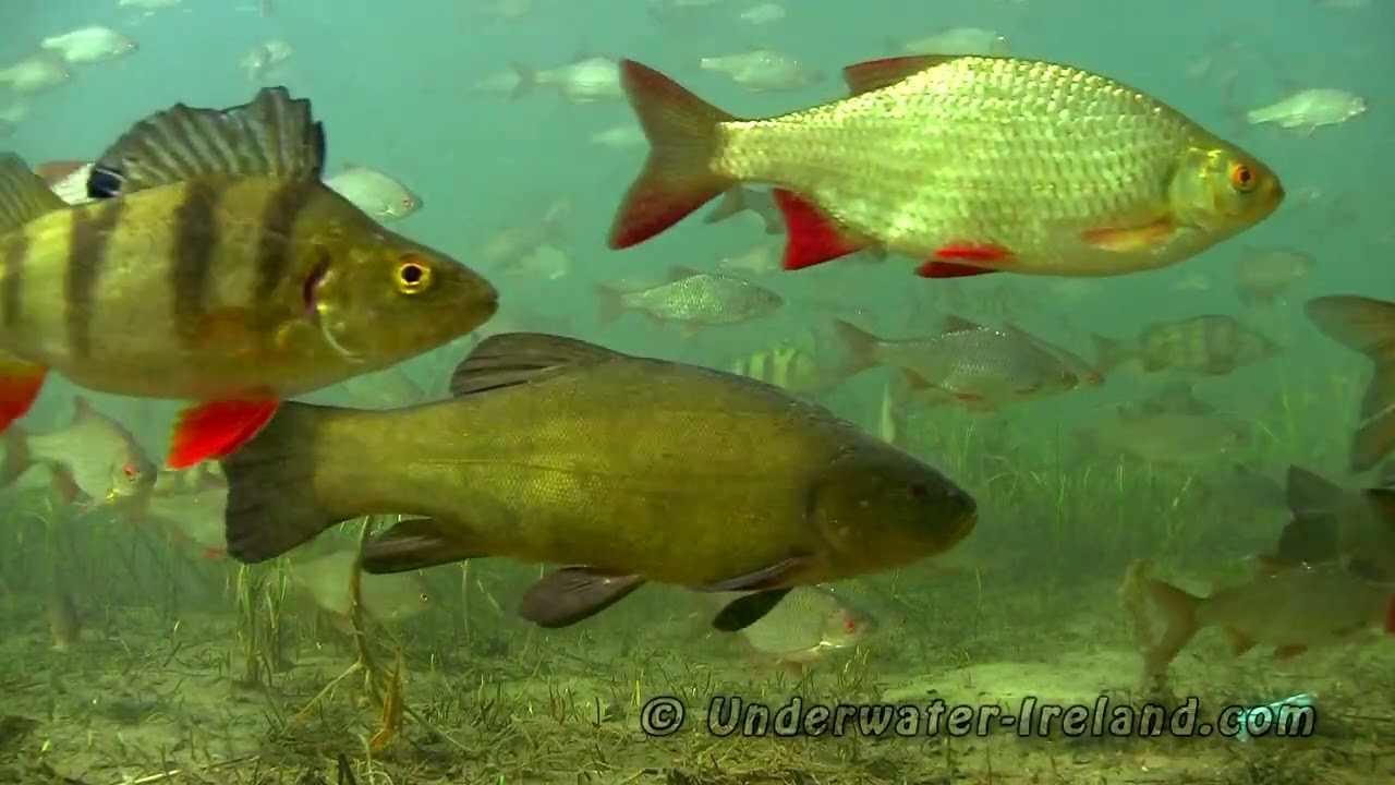 I am a 🐟 Very relaxing better than medication underwater views & calming music for sleep, yoga.