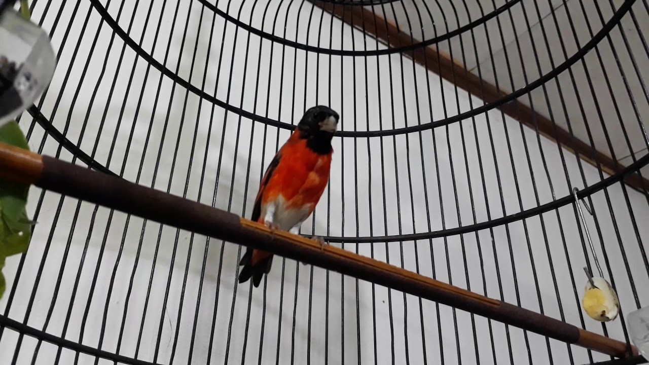 Red siskin clasik 6 bulan up 