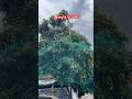 #lichi #love #autumn #nature #travel , dehradun ka mausam, daily blog, dehradun ki lichi, monsoon