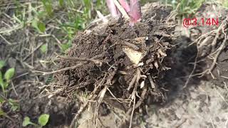 видео: ☘️когда и как делить хосты#делимхосты#PetrNovar#Запорожье#хосты картинка: ☘️когда и как делить хосты#делимхосты#PetrNovar#Запорожье#хосты