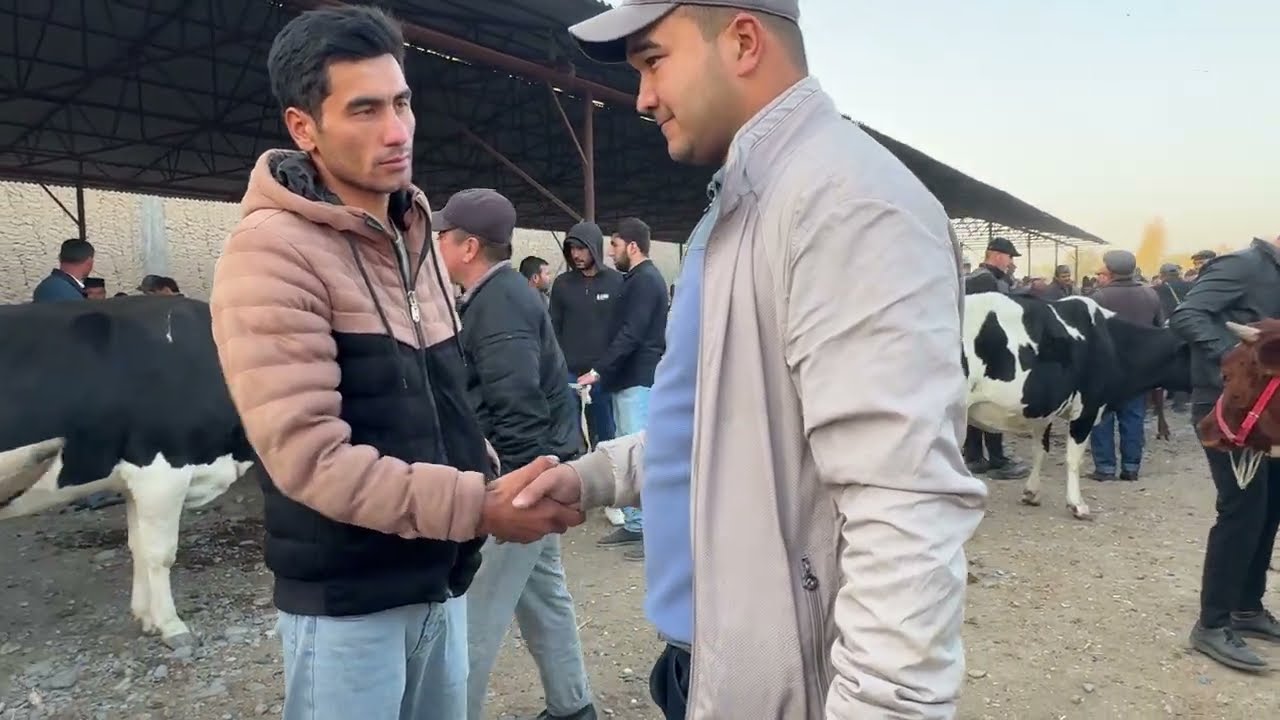 САМАРКАНД ТАЙЛОК АДАС МОЛ БОЗОРИ НАРХЛАР ТУШДИ САВДО ЙУК ( ТАЙЛОК АДАС МОЛ БОЗОРИ ) 17.10.2025