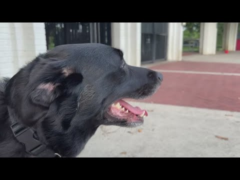 Veterinarian Warns Pet