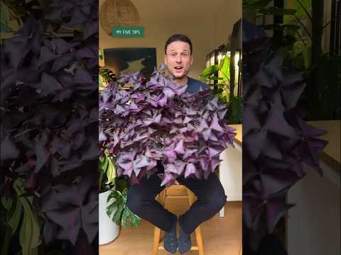 Video: Oxalis kambarinių augalų auginimas. Patarimai, kaip prižiūrėti šapalinius augalus