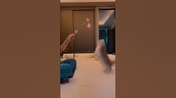 kelakuan meong bikin ngakak, kucing lucu #cat #oyenbarbar #kucinglucu #oyenlucu