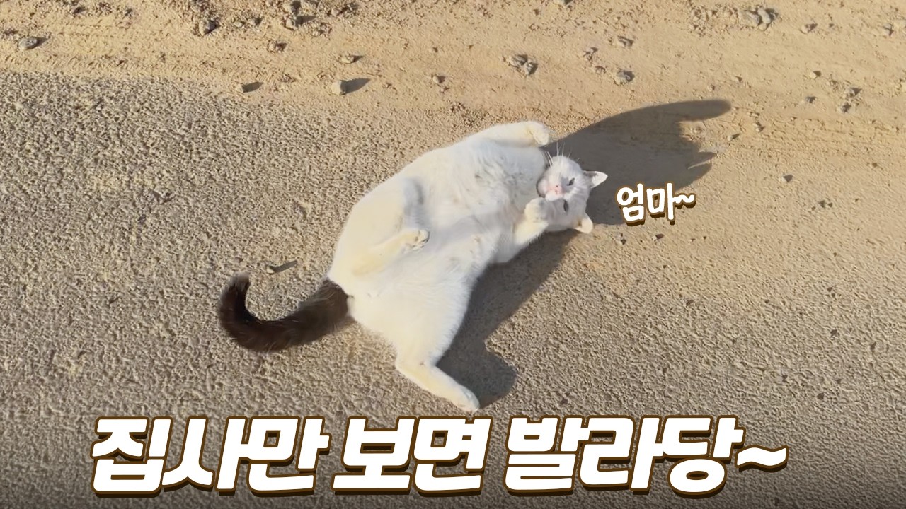 집사만 보면 반갑다고 뒹구는 애교 많은 고양이