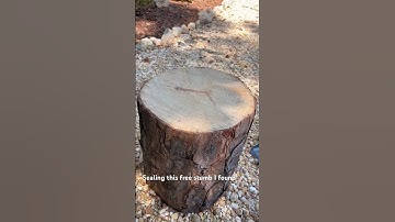 Free tree stump & sealing it up