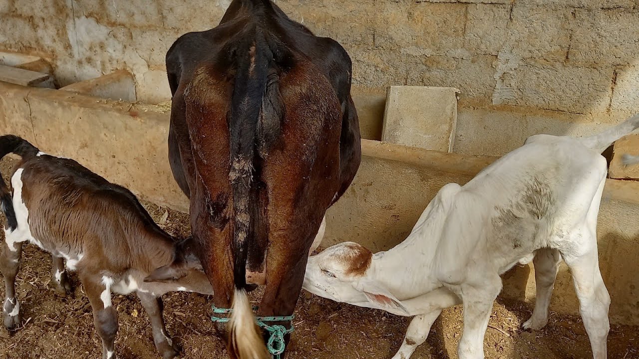 A MINI VACA CRIOU E AMAMENTA SUA BEZERRA E OUTRO BEZERRO SEM MÃE.