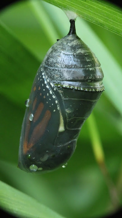 2025-8-28, 7:29am. Monarch Butterfly Chrysalis ripening, Day 3 - Hatching Day! Morning view #two too