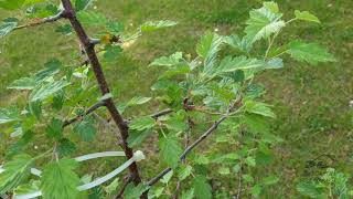 Malosorbus florentina ×  jabloňovec florentinský