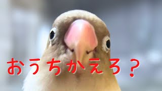 【ボタンインコ】帰りたい小鳥と遊びたいカイヌシ【放鳥】