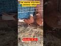 লাল পাইরা #টপ_কোয়ালিটি #tending #vairal #সেল #sorts #viralshort