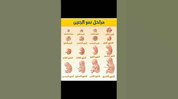 مراحل نمو الجنين 