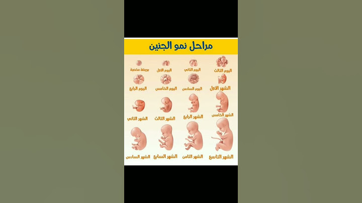 مراحل نمو الجنين 💜