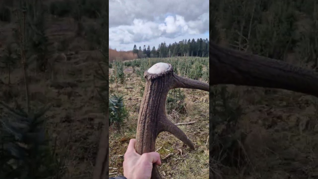 Ragų ieškojimas, Searching for deer antlers, Поиск рогов оленя
