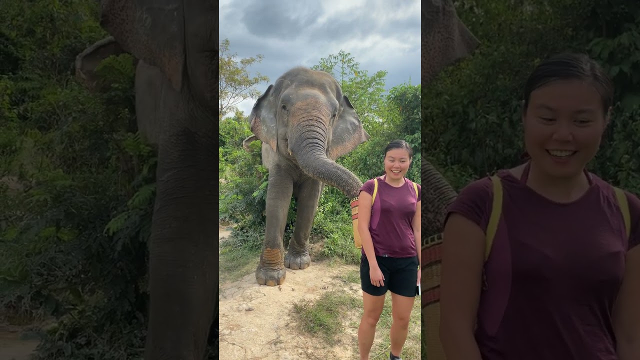 Rescued Elephants [ Former Tourist Riding Elephants] Elephants Conservation - Saved Elephants