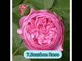 Best 10 Rose Plant Variety In India