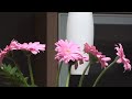 sony hdr-cx105e   TEST -Test-- 120xzoom -