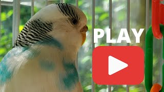 Chirping Parakeets/Budgies with soft SUMMER water fountain sounds! by Birds and Friends 2,259 views 1 year ago 1 hour, 7 minutes