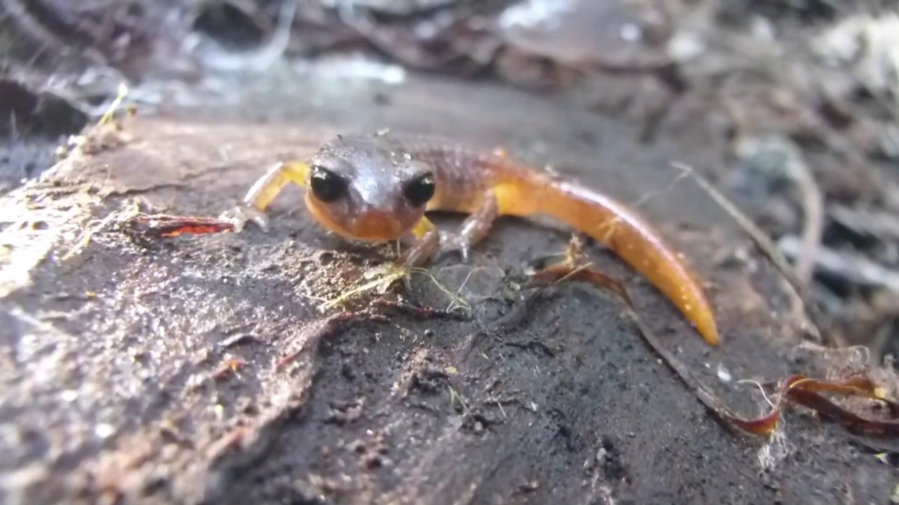 amphibians nedir Newts & Ensatina - Short Film [HD]