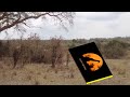 Kudu Jumps Over A Car To Escape From A Lion - 16 September 2013 - Latest Sightings Mp3 Song
