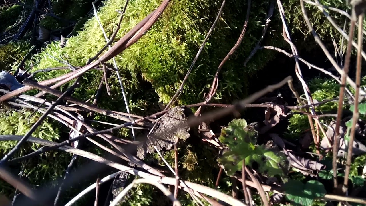 VID 20211114 150124 Когда заря по сосняку...(Н. Рубцов)...Павел ...