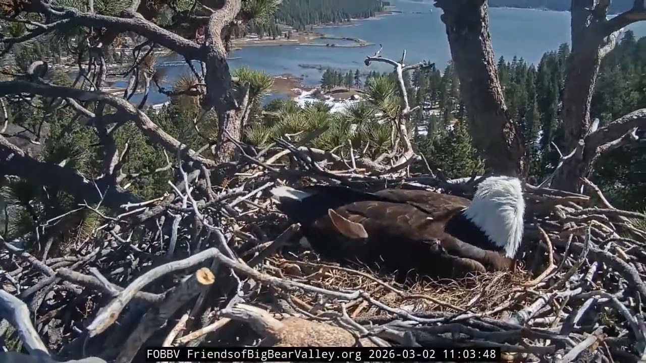 Big Bear Bald Eagle 02.03.2026 10:56