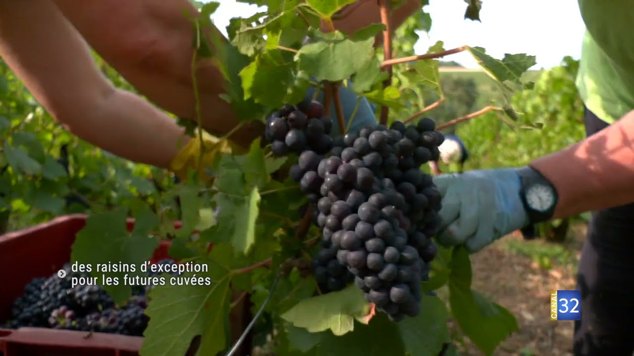 Urville   Des raisins d’exception pour les futures cuvées