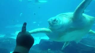 Sea Turtle at GA Aquarium