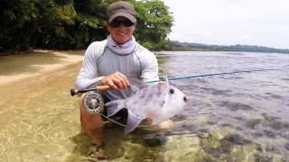 Triggerfish On The Fly: Costa Rica