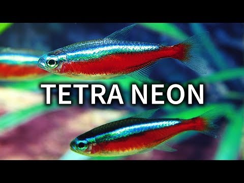 PEZ TETRA NEON | CUIDADOS Y ALIMENTACION DEL PEZ NEON | AcuariosLP