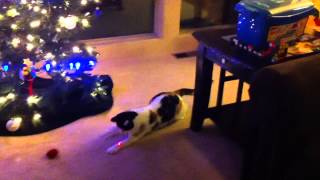 Cat Chasing Red Dot Light