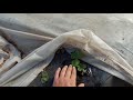 Выращивание клубники в теплице ... первая подкормка