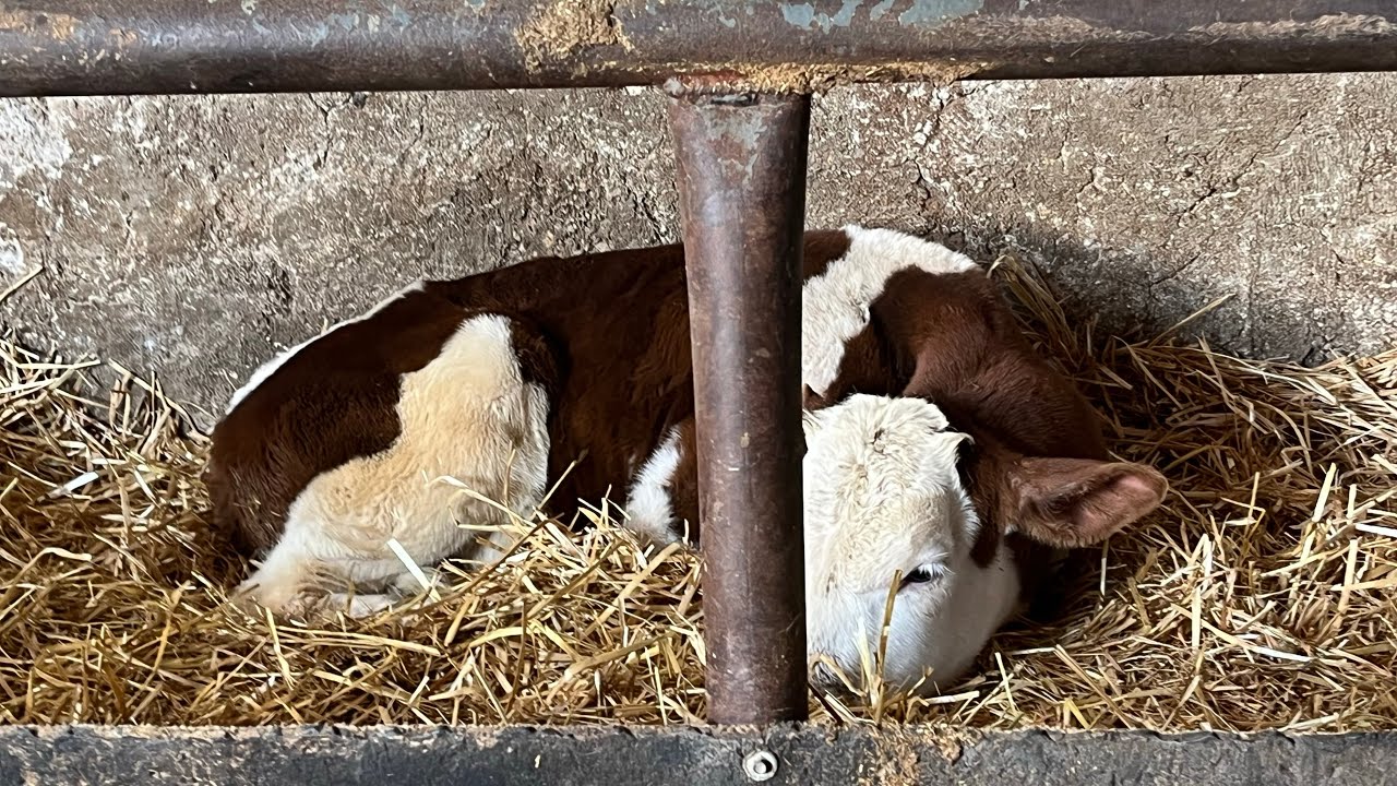 Buzağılarda solunum yolu enfeksiyonu bölüm 2