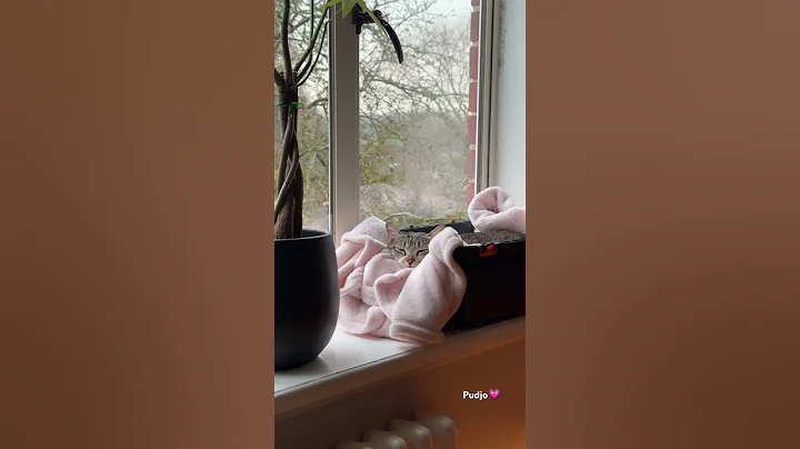 Video 8436511: mau cat, cat pets love animal, cat pet animals beautiful