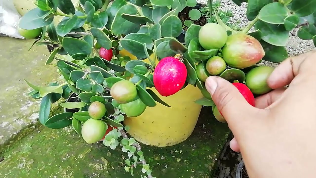 CARISSA MACROCARPA - COSECHA DE FRUTOS Y SEMILLAS