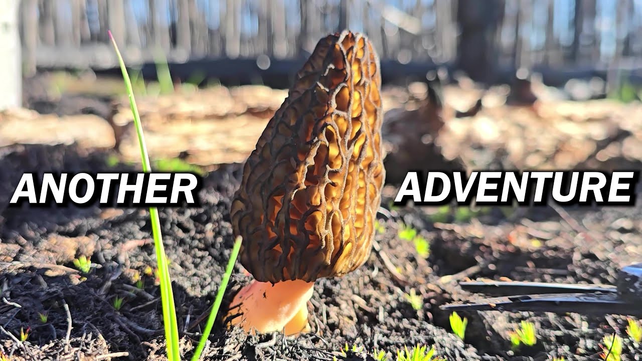 Another Morel Harvesting Adventure Begins!