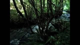 Rio das Mestas