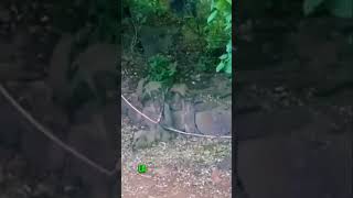 MANADA de MANGOSTAS CAZAN A UNA SERPIENTE 😱🐍