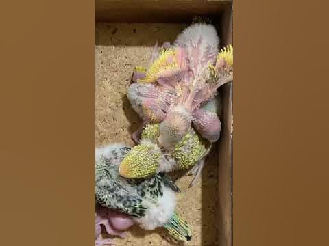 Птенчики - YouTube