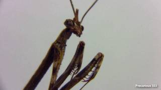 Unicorn Mantis Adult Male