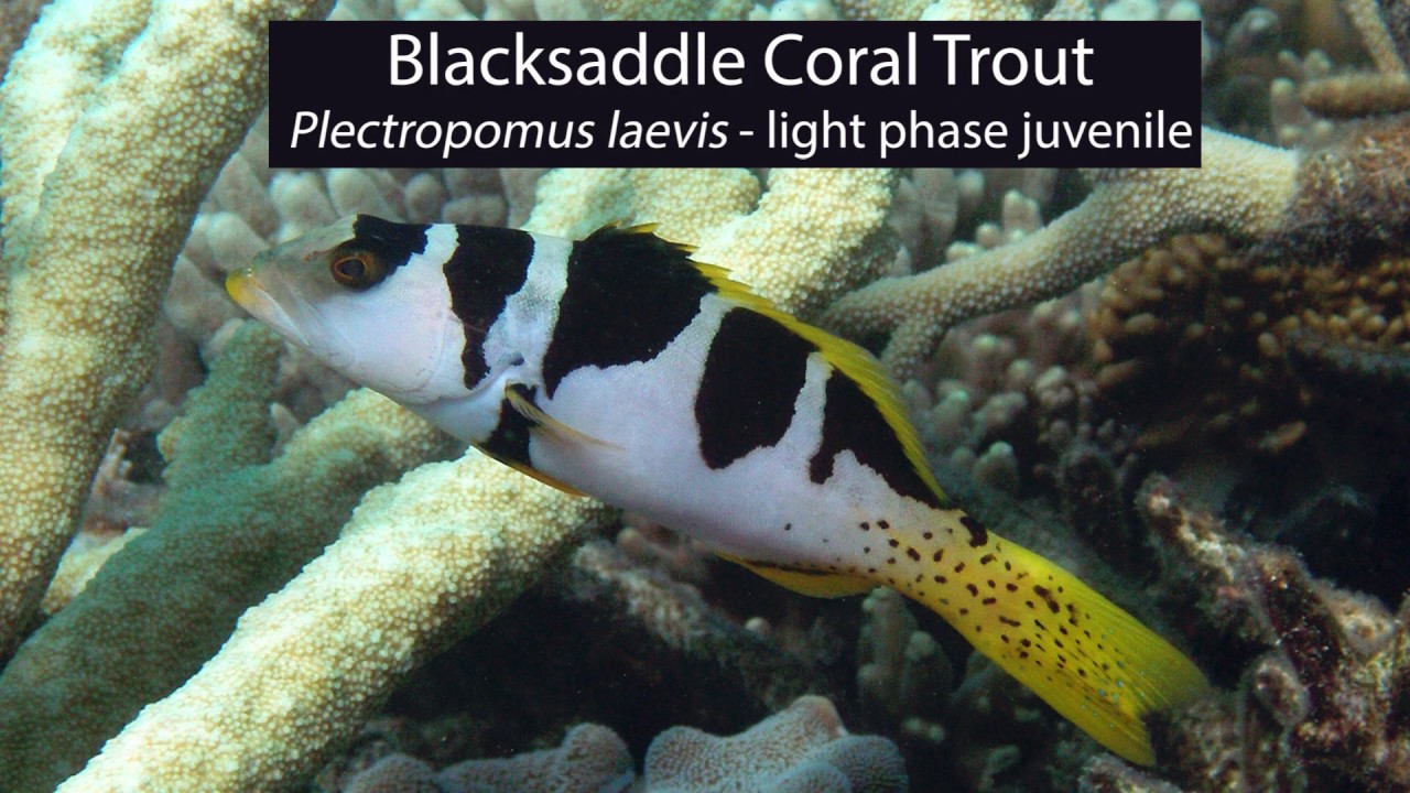 Blacksaddle Coral Trout