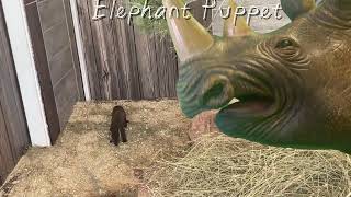 Elephant Puppet meets the american pine marten