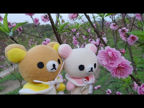 春遊貓空杏花林休閒農場 ~ 碧桃花開