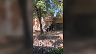 Silverback gorilla charges zookeepers at a Texas zoo