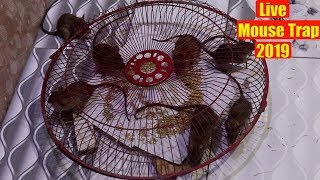 Rat Trap Live | Mouse Trap In Fan Cage | Catch a Mouse