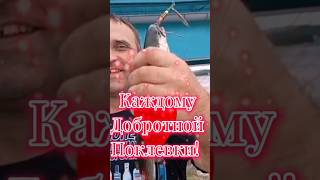 ПОКЛЕВКА ЗА ПОКЛЕВКОЙ! ФОРЕЛЬ И КУМЖА ОТРЫВАЕТ СНАСТИ! #рыбалка #кумжа #форель #природасеверногокрая