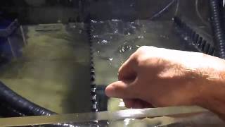 Dual Durso vs "Bean Animal" Silent & Safe Overflow Method