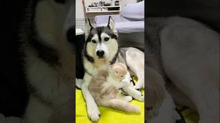 自分の親が犬だと思ってる猫はこうなります...笑#shorts